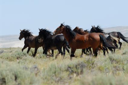 Wild Horses on the Plains