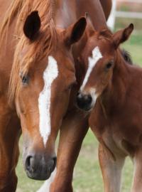 close up of mother horse and colt
